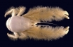 Краб-Йети
Этот представитель ракообразных был открыт в 2005 году в южных водах Тихого океана. Учёные, открывшие это существо, придумали ему название «краб-йети» за его «хвост» из светлых шёлковых щетинок.