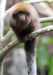Рыжебородый Тити 
Рыжебородый тити – небольшой примат, открытый в колумбийской части Дождевых лесов Амазонии в 2008 году. Эти существа находятся на грани исчезновения – их популяция составляет около 250 особей.

