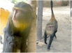 Лесула
Новый африканский вид в семействе мартышковых, открытый в 2007 году. Вид был открыт в Демократической Республике Конго и это уже второй новый вид обезьян, открытый за последние тридцать лет в Африке.