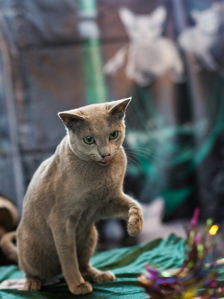 Кошка породы Русская голубая