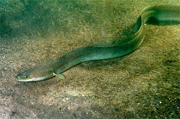 Речной угорь. Вид хищных катадромных рыб из семейства угрёвых, в 2008 году был включён в Красную книгу как вид, находящийся на грани исчезновения.