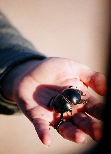 Жук-скоробей. В настоящее время известно 90 видов этого насекомого, большинство из которых произошли из Афротропической области. В Западном полушарии и Австралии они отсутствуют, а на территории бывшего СССР существует 8 видов этих жуков.