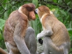 Обезьяна Носач, или кахау. Этот вид приматов распространен исключительно на острове Борнео.