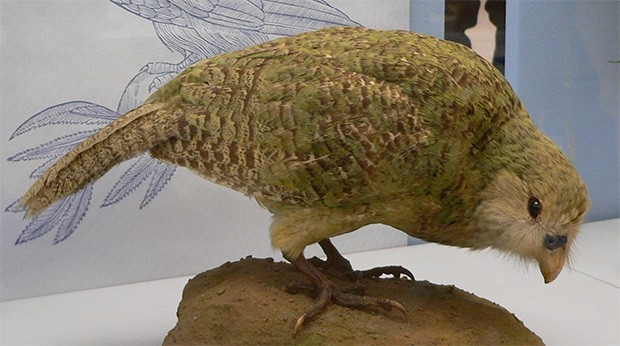 Какапо, или совиный попугай. Эта птица утратила способность к активному полёту и является единственным видом попугаев, имеющим полигинийную систему размножения. По некоторым данным, этот вид птиц может быть самым древним из ныне живущих.