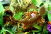 На малайском полуострове, Суматре, Калимантане и других островах живёт семь различных видов лопастехвостых гекконов. От других ящериц своего рода этих отличают распластанные выросты, расположенные вдоль всего тела.