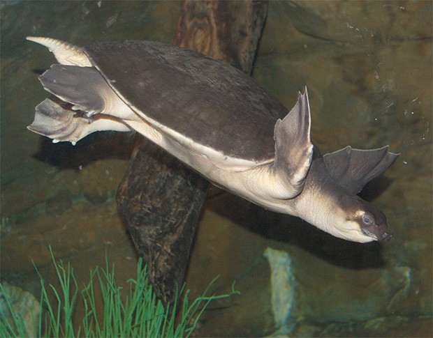 Двухкоготная черепаха. Обитает лишь в пресноводных водоёмах северной части Австралии и юга Новой Гвинеи. Этот вид относится к живым ископаемым.