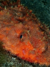 Красный дисковый нетопырь. Этот вид рыб обитает в субтропических и тропических морях на глубине около 100 метров. В связи с малыми размерами и шипами не привлекает хищников, питается в основном более мелкими организмами.