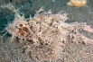 Скорпена Амбона (Ambon scorpionfish). Этот вид рыб открыт в 1856 году, одной из её основных особенностей является способность менять цвет в целях маскировки. Обитает вблизи Австралии и островов Фиджи, а также у берегов Индийского океана.