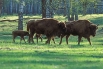 Зубр, близкий к американскому бизону, распространённый в Центральной и Восточной Европе признан исчезающим в данный момент - сейчас на Земле остаётся менее трёх тысяч особей.