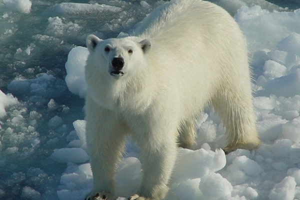 Белые медведи, в отличие от своих бурых сородичей, весьма давно внесены в различные списки исчезающих видов. Во многом это связано с тем, что у данного вида крайне ограниченный ареал обитания.