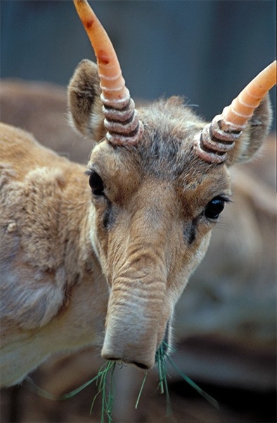 Парнокопытное млекопитающее из подсемейства антилоп - сайгак - объявлен видом на грани исчезновения. К этому привела неконтролируемая добыча сайги с целью вывоза рогов в Китай - в период с 1990 по 2006 годы было уничтожено, по разным оценкам, 94-97% вида.