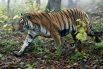 Амурский тигр является одним из самых малочисленных подвидов тигра, его ареал сосредоточен в охраняемой зоне на юго-востоке России.