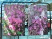 работы с фотовыставки, посвященной цветению маральника