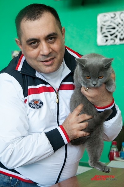 Британская короткошерстная