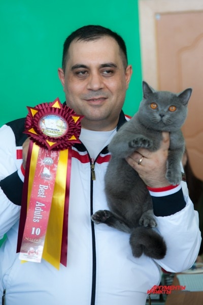 Британская короткошерстная