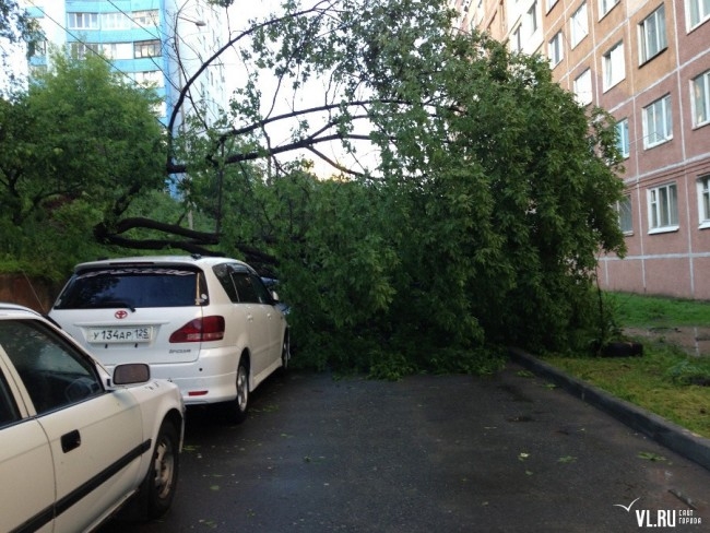 Упавшее дерево на Некрасовской, 52