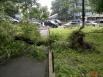 Недалеко от Русской, 65 дерево вырвало с корнем