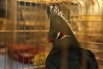 В Краеведческом музее выставка экзотических птиц