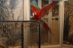 В Краеведческом музее выставка экзотических птиц