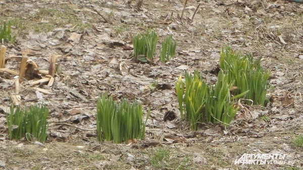 В Волгоград пришла хмурая весна