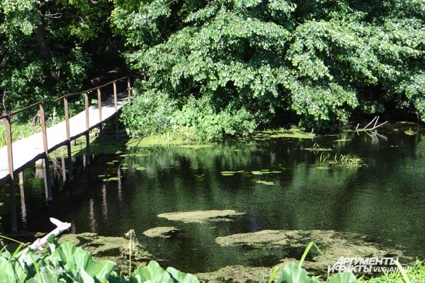 Вода в реке не имеет неприятного запаха, хотя растительности в ней хватает