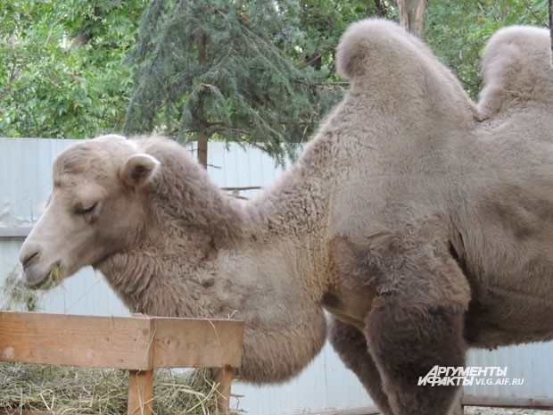 Верблюда по имени Малыш привезли в зоодворик из Астраханской области