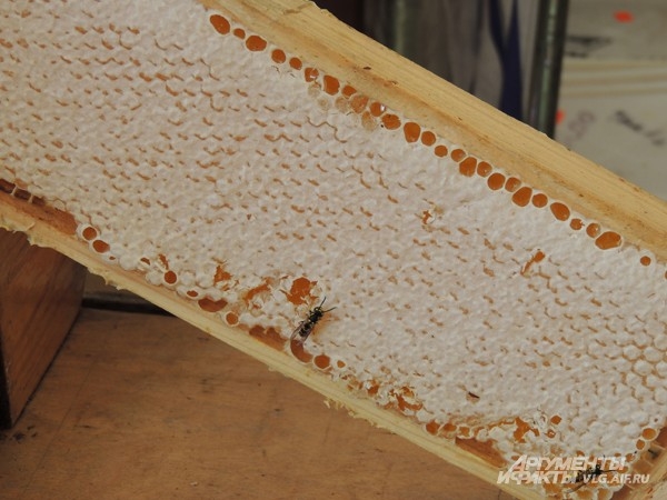 Пчелы никогда не против мёда