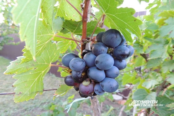Осы наслаждаются сладким поздним виноградом