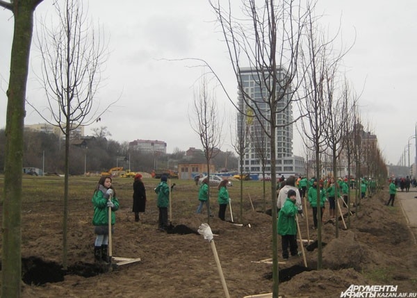 За время акции «Зеленый рекорд» за 44 дня в Казани было посажено 44 тыс деревьев 