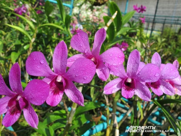 Солнечные орхидеи