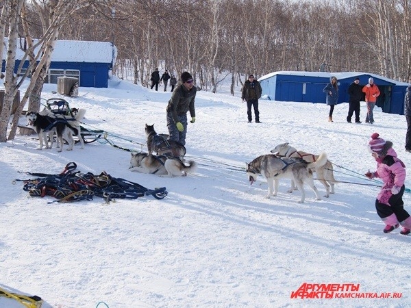 Под звонкий лай в питомник прибежала другая собачья упряжка