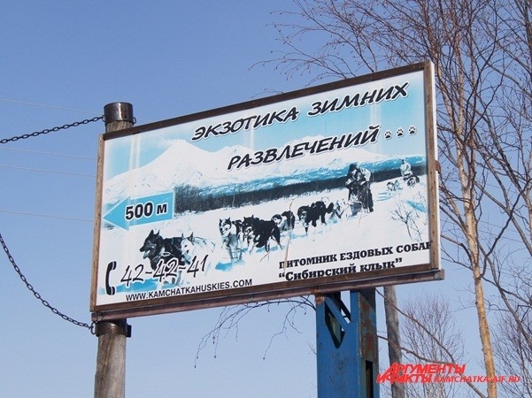 Питомник расположился в районе лыжной базы «Лесная»