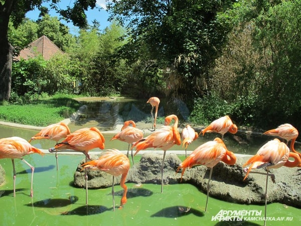 Фламинго. Так роскошно устроились в одном из старейших зоопарков Европы. Вена, Австрия
