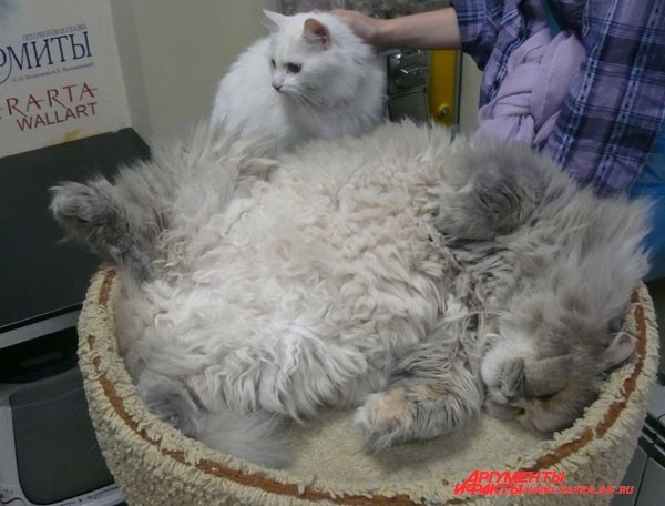 Хорошей кошки должно быть много!