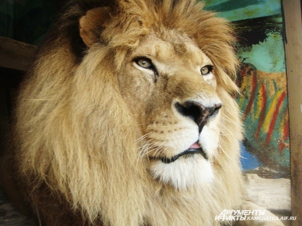 В гастролирующем зоопарке самые разные хищники: от львов...