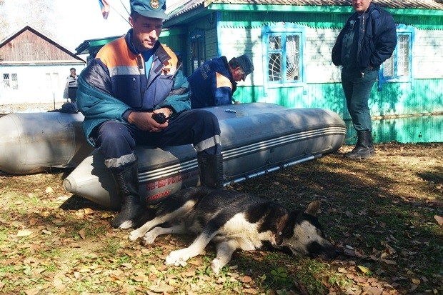 Собака притомилась