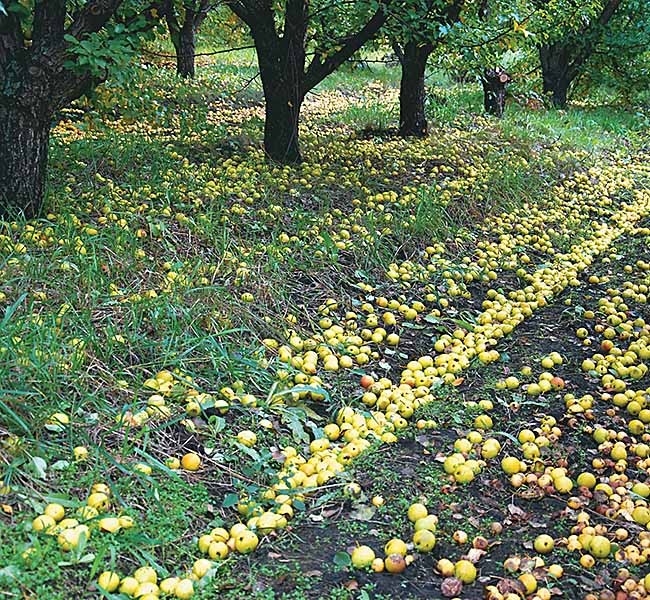 Прокопьевские яблочки