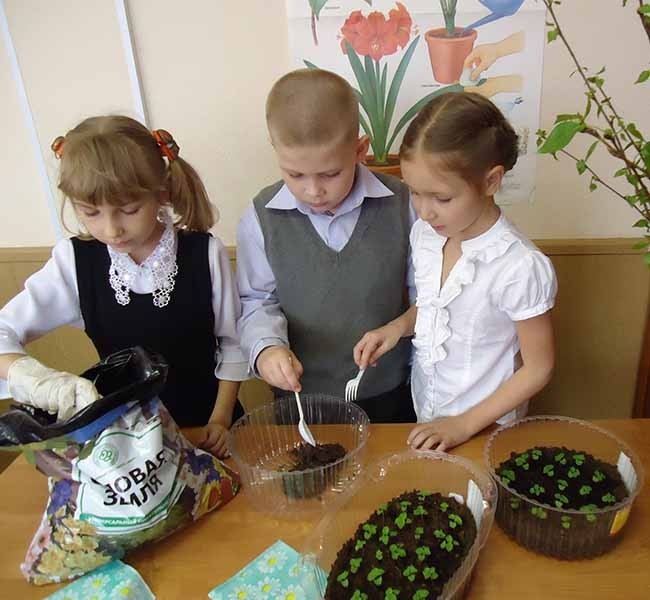 Ученики 1А высаживают семена цветов для городских клумб