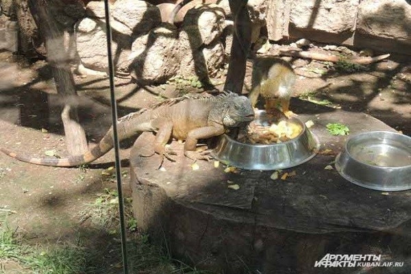 Лето в краснодарском зоопарке: питомцы жары не боятся