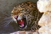 На Кубани родились детеныши редких переднеазиатских леопардов