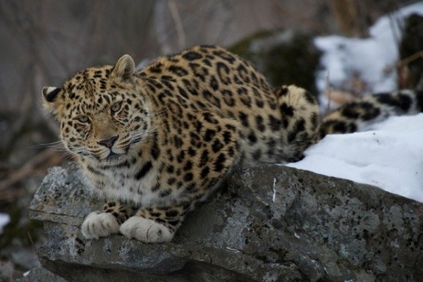 На Кубани родились детеныши редких переднеазиатских леопардов