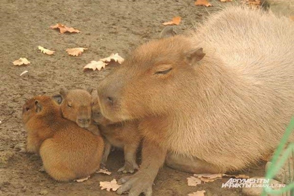 Самый большой грызун в мире: капибара в краснодарском зоопарке