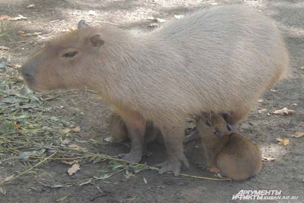 Самый большой грызун в мире: капибара в краснодарском зоопарке