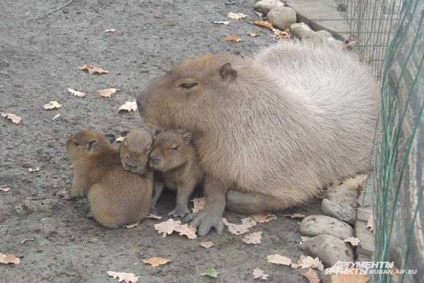 Самый большой грызун в мире: капибара в краснодарском зоопарке