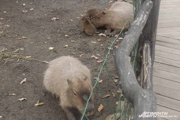 Самый большой грызун в мире: капибара в краснодарском зоопарке