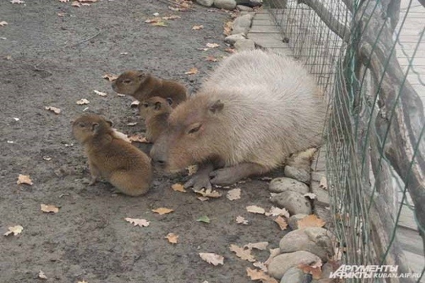 Самый большой грызун в мире: капибара в краснодарском зоопарке