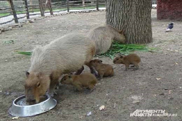 Самый большой грызун в мире: капибара в краснодарском зоопарке