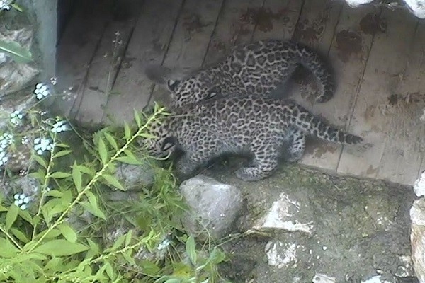 В Сочи родились котята у второй пары редких переднеазиатских леопардов