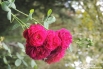 Розовые розы. Парк 30-летия Победы