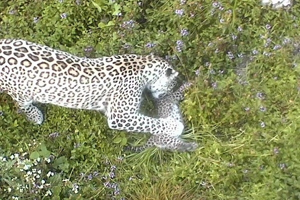 В Сочи родились котята у второй пары редких переднеазиатских леопардов